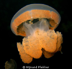 Jellyfish in Jellyfish Lake by Wijnand Plekker 